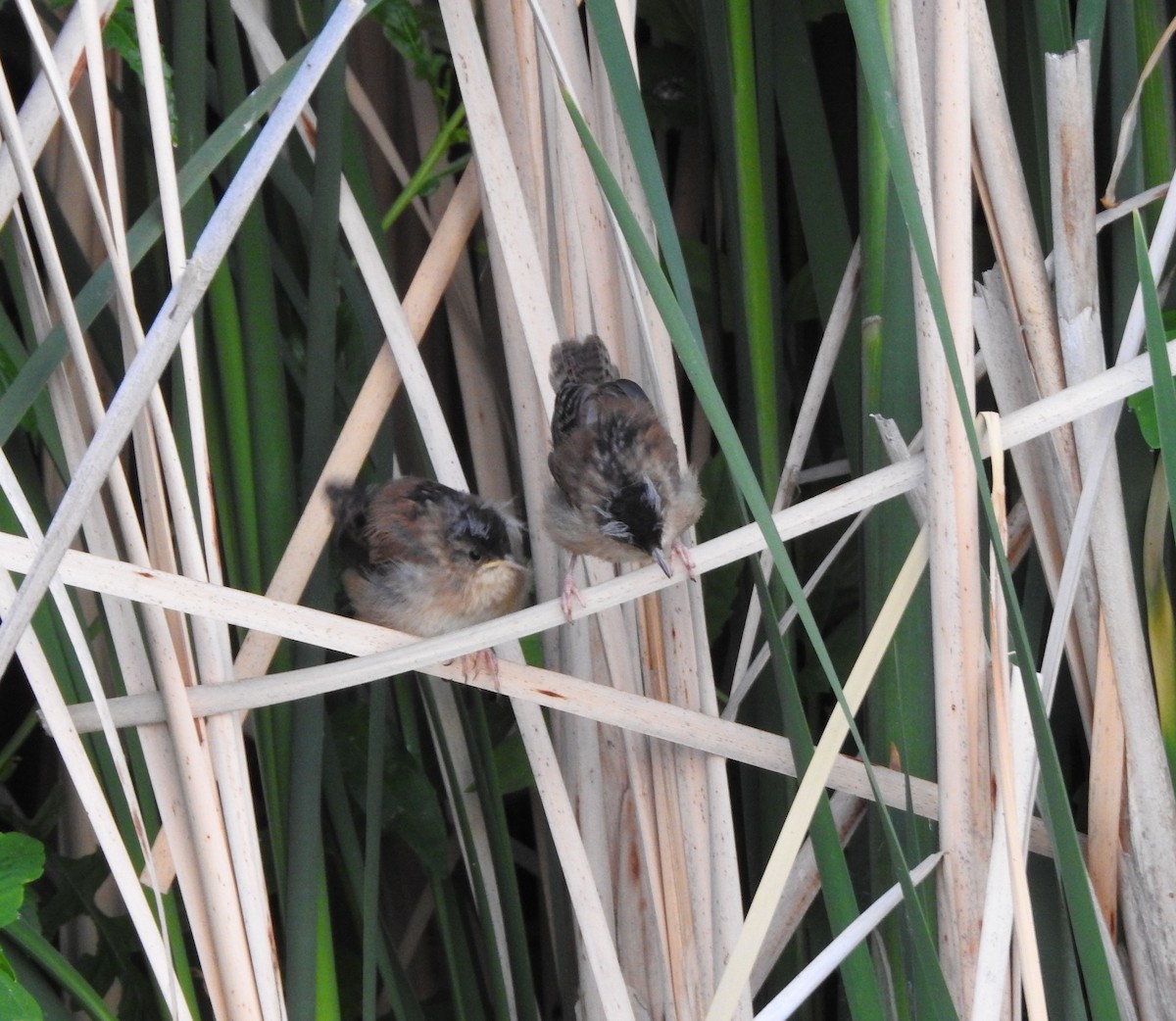 Marsh Wren - ML621447231