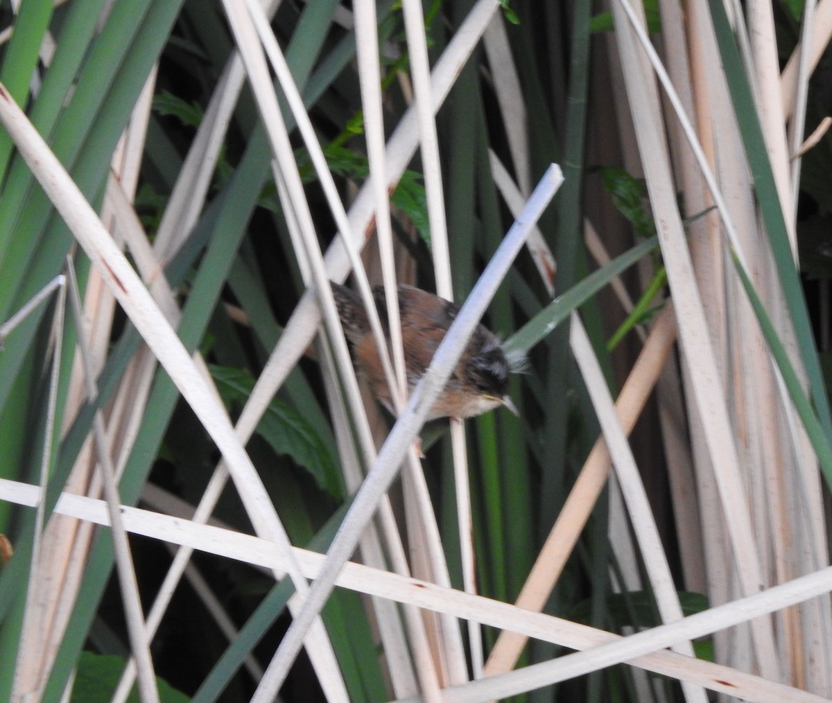 Marsh Wren - Shane Sater