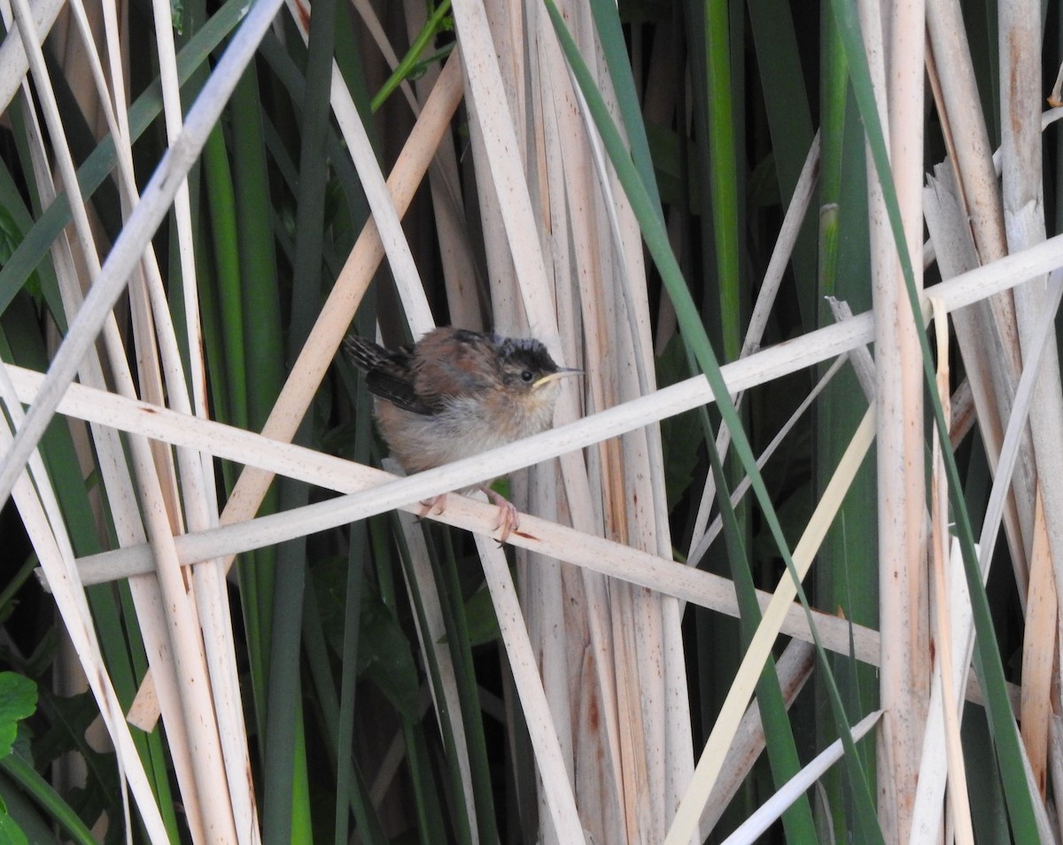 Marsh Wren - ML621447233