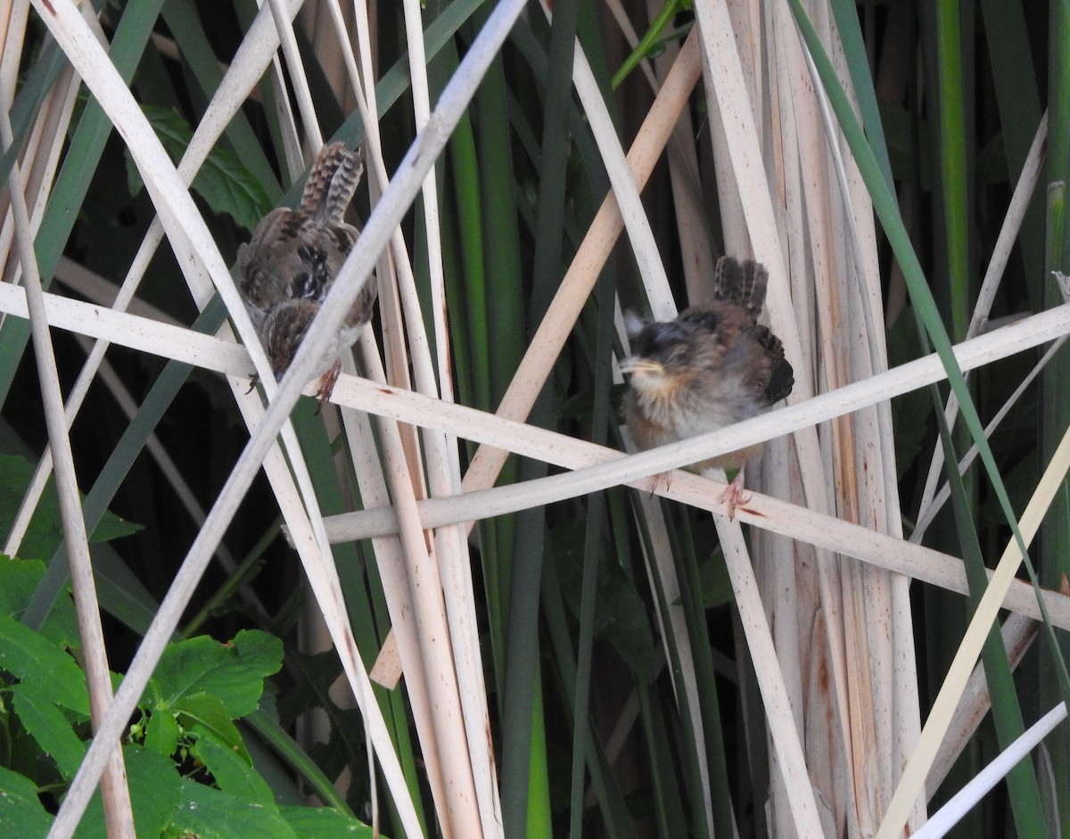 Marsh Wren - ML621447234