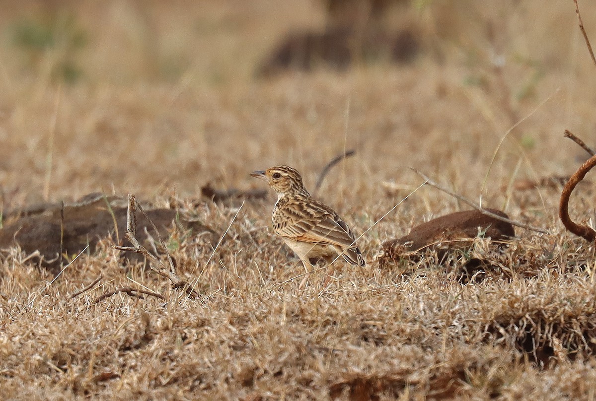 Jerdon's Bushlark - ML621447268