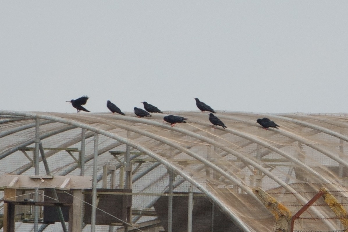 Red-billed Chough - ML621447276