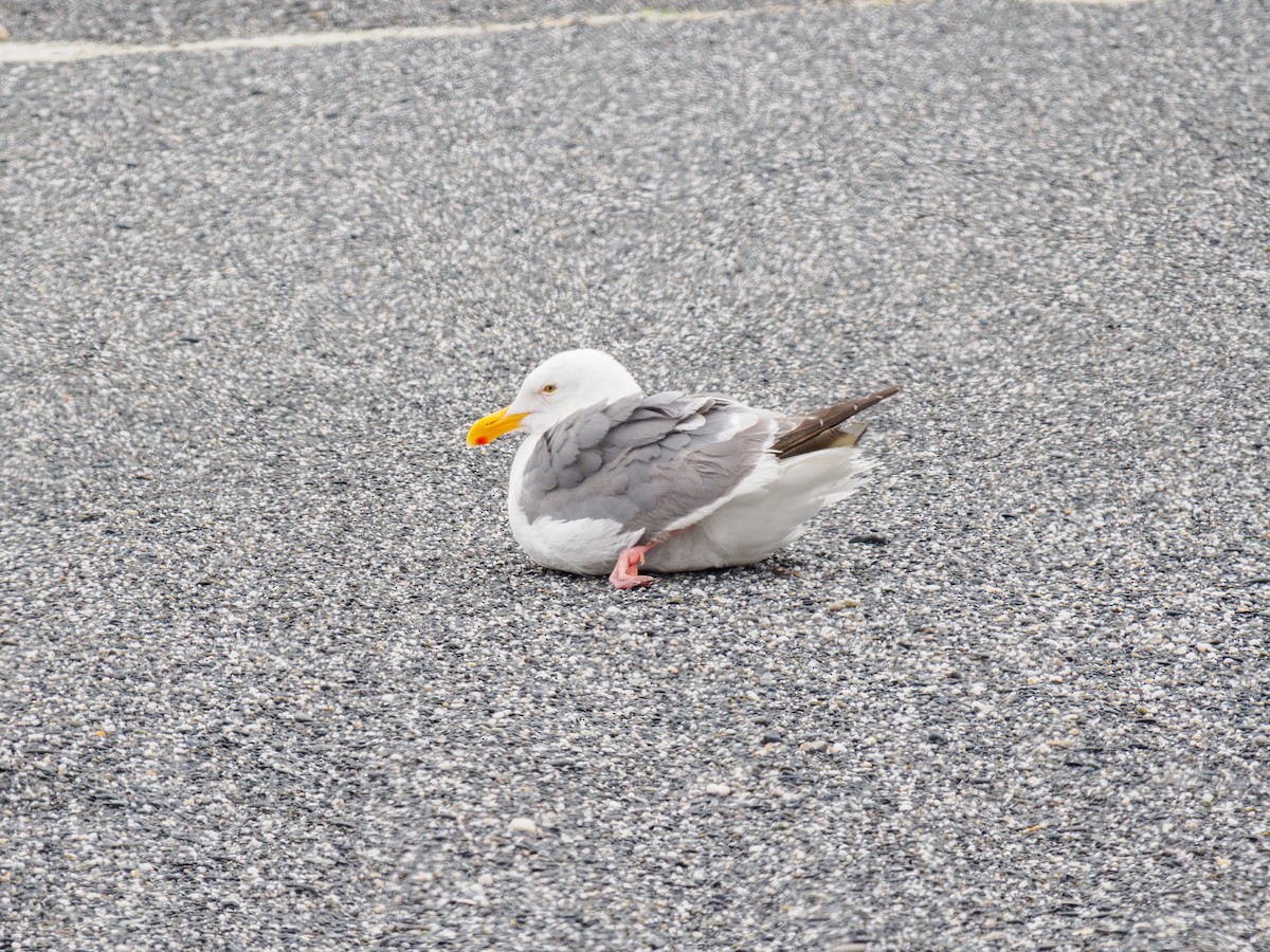 Western Gull - ML621447329