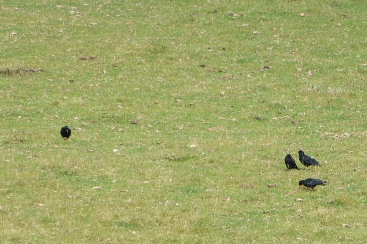 Red-billed Chough - ML621447355