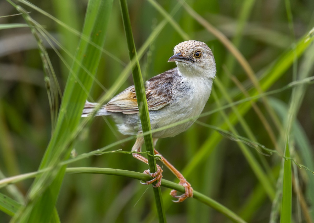 Winding Cisticola - ML621447573