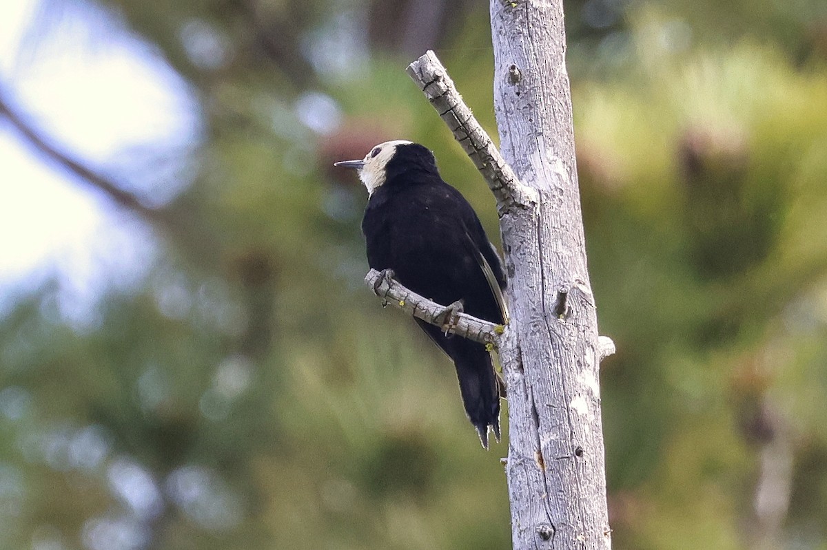 White-headed Woodpecker - ML621447587