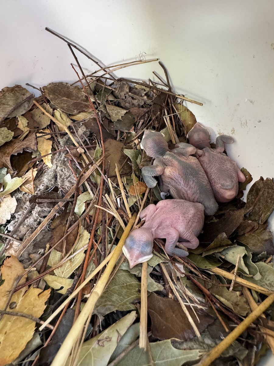 Purple Martin - Phil Kenny