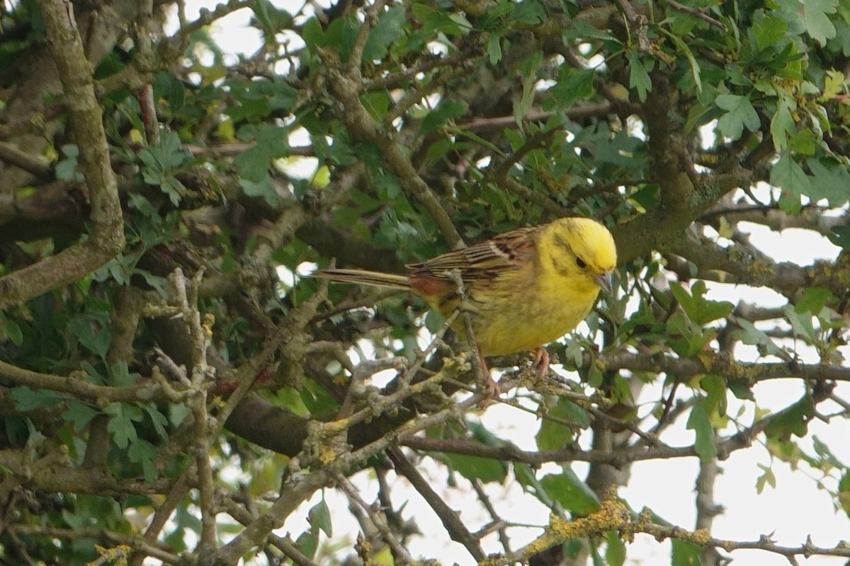 Yellowhammer - ML621447688