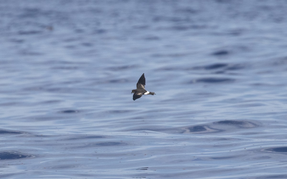 Wilson's Storm-Petrel - ML621447724