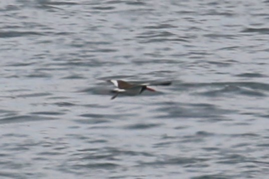 American Oystercatcher - ML621447778