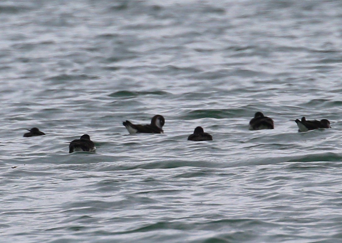 Manx Shearwater - ML621447787