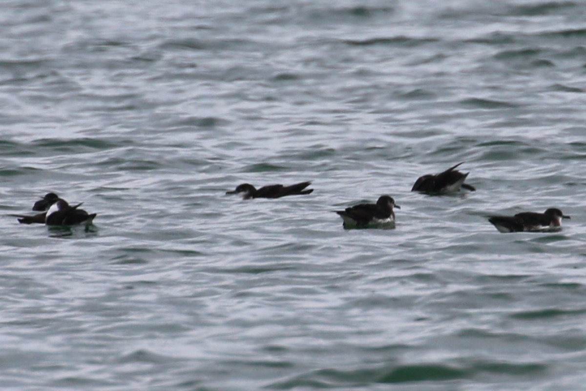 Manx Shearwater - ML621447792