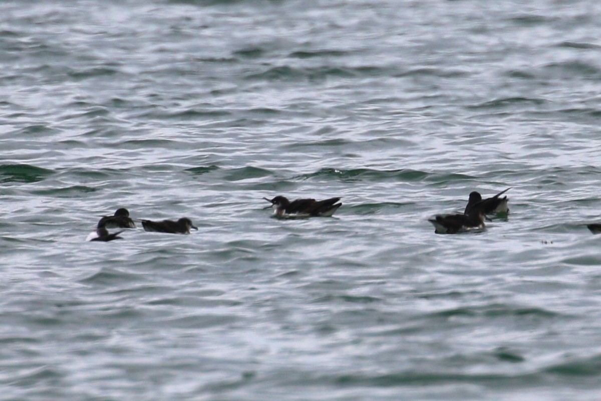 Manx Shearwater - Ethan Ring