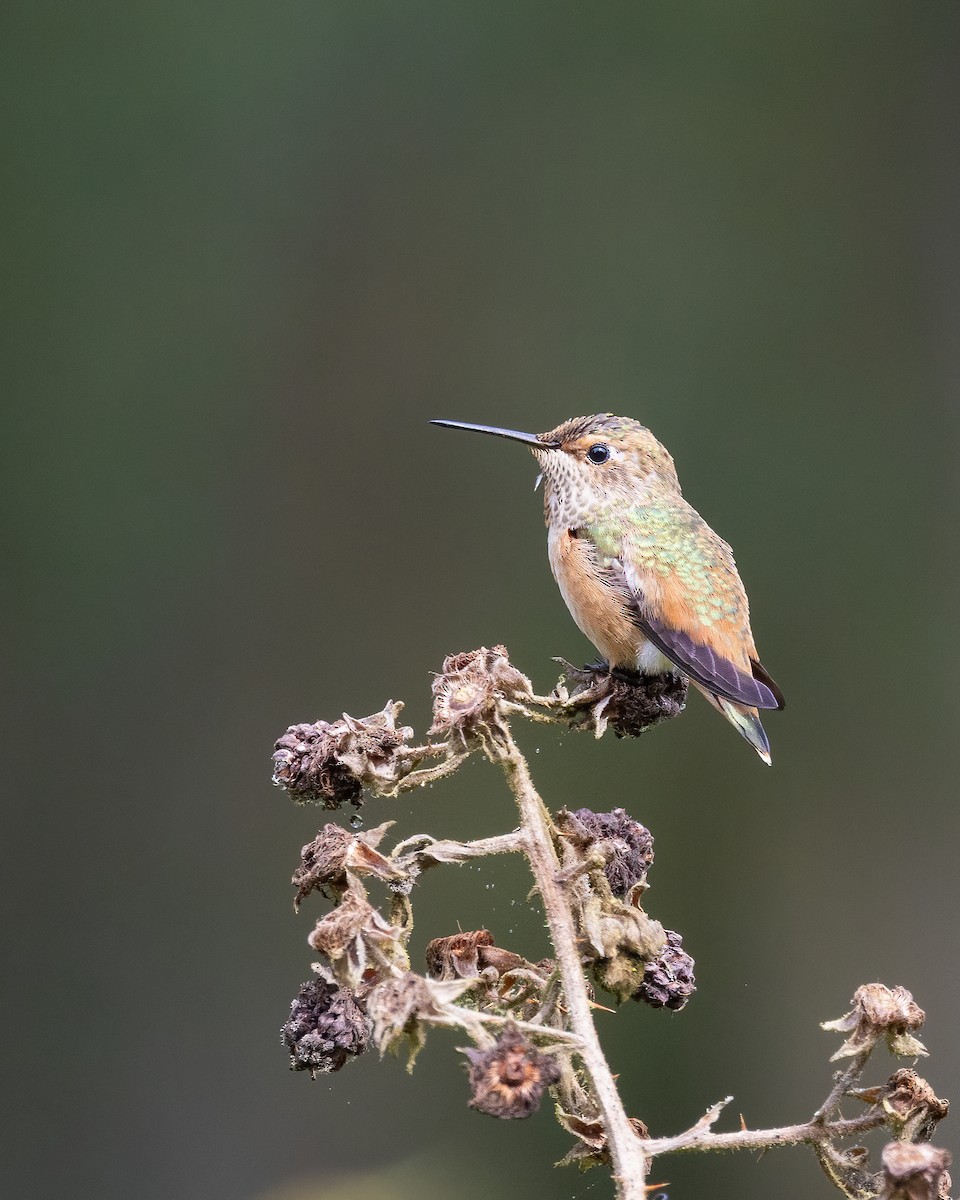 Allen's Hummingbird - ML621447849