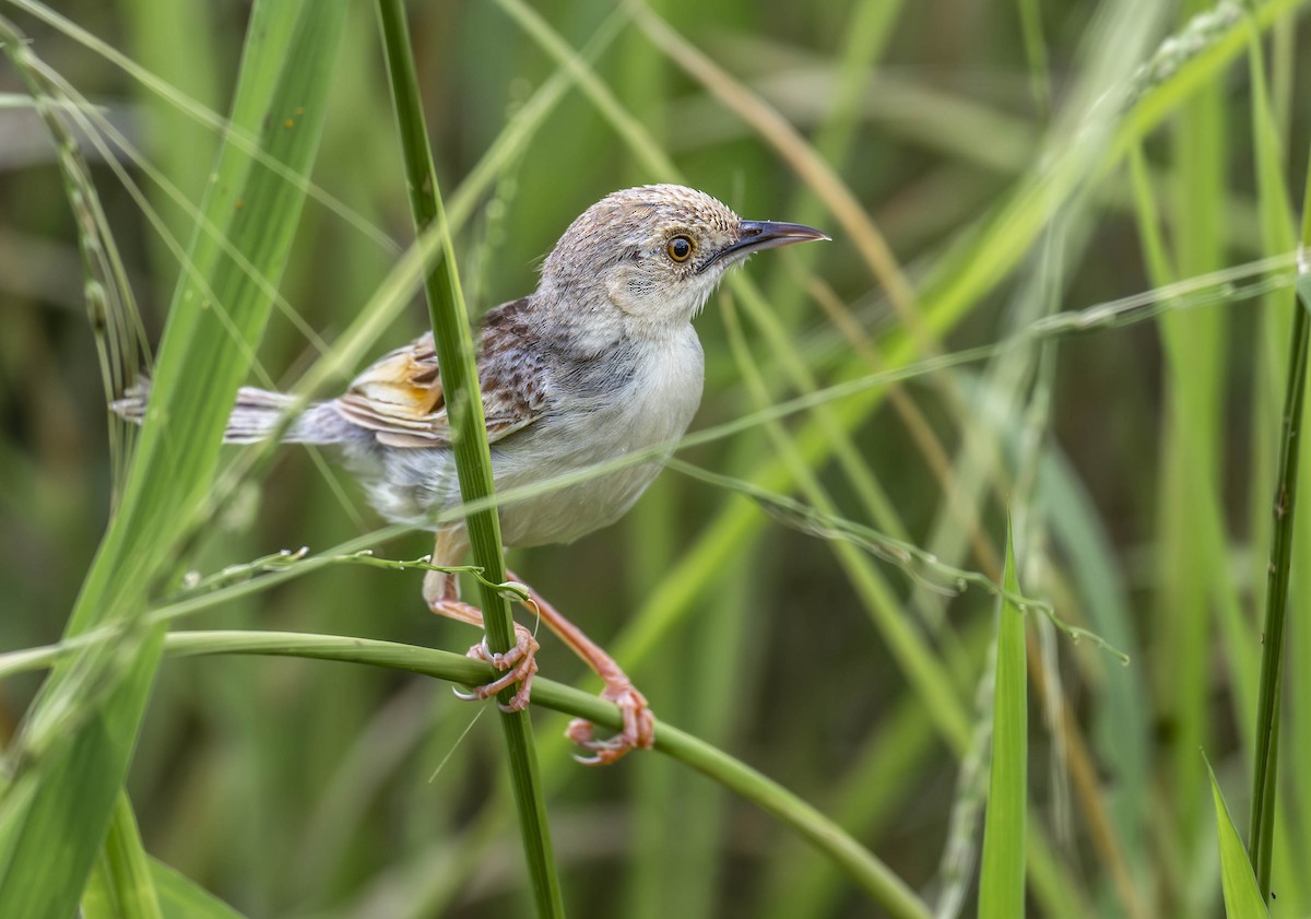 Winding Cisticola - ML621447852