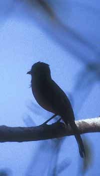 Bright-rumped Attila (Northern) - ML62144801