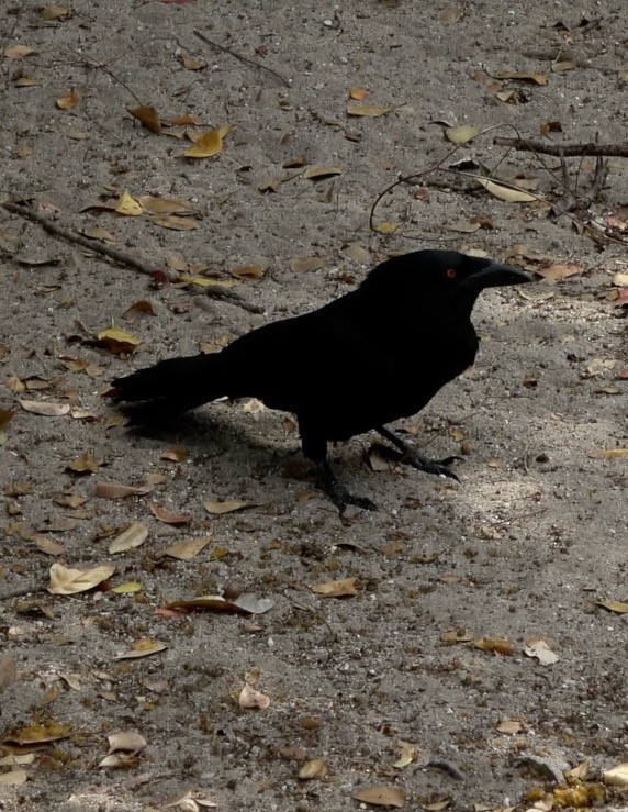 White-necked Crow - ML621448051