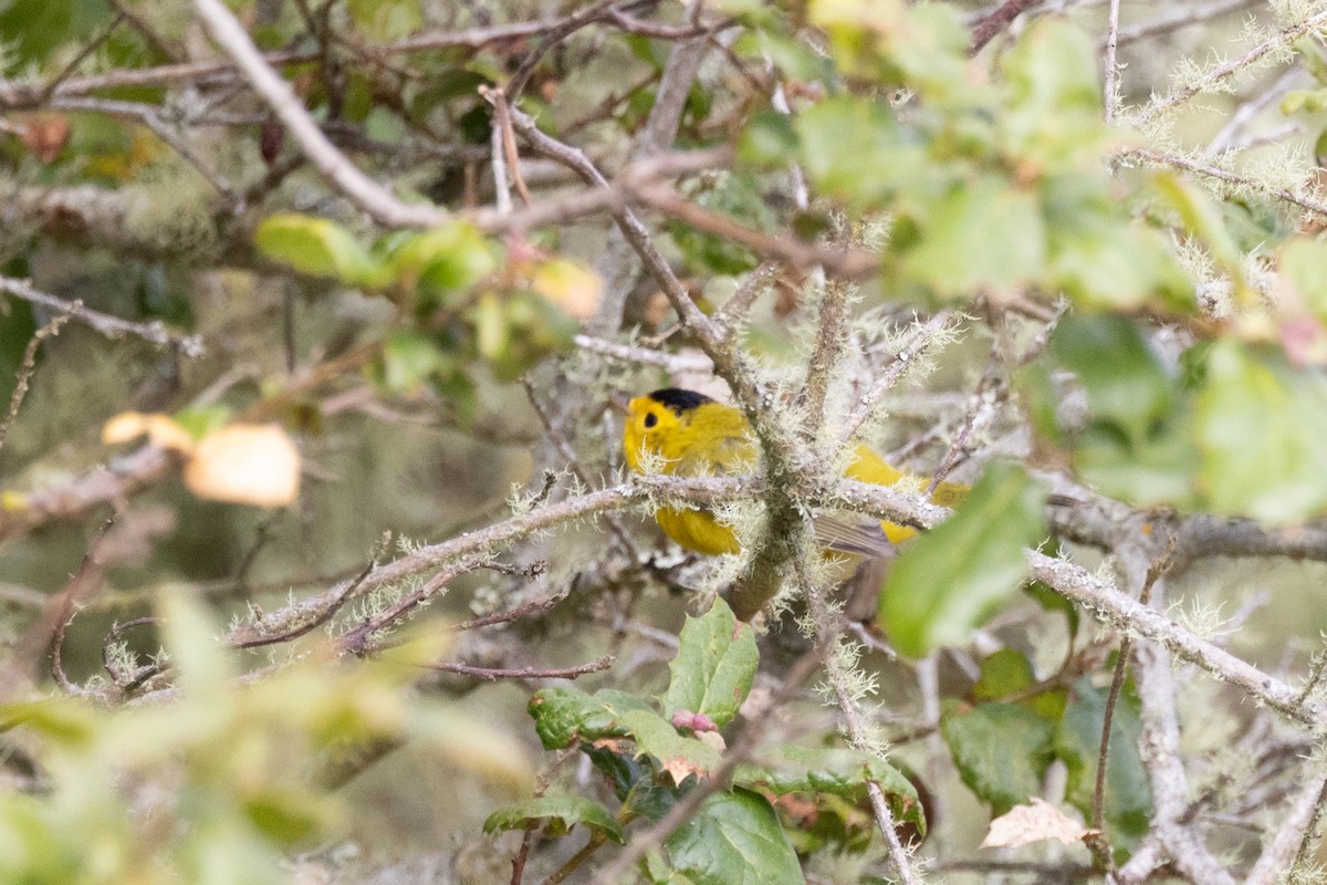 Wilson's Warbler - ML621448067