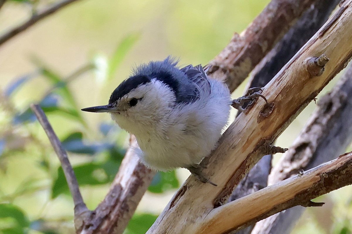 White-breasted Nuthatch (Interior West) - ML621448099