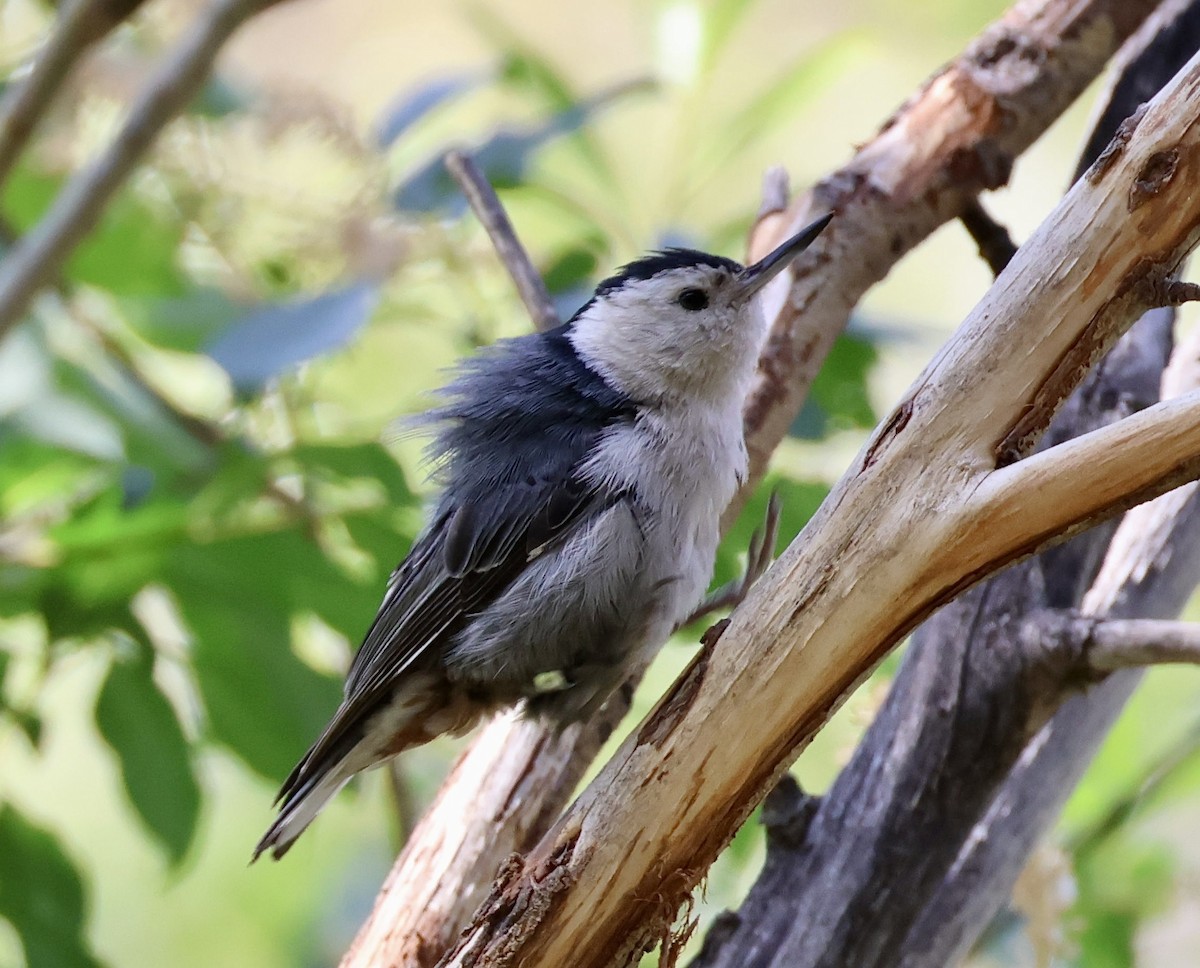 White-breasted Nuthatch (Interior West) - ML621448100