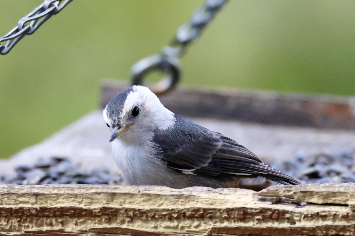 White-breasted Nuthatch (Interior West) - ML621448101