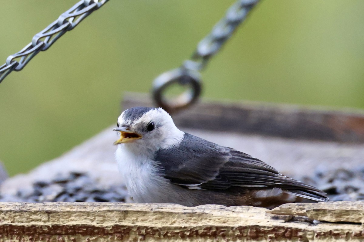 White-breasted Nuthatch (Interior West) - ML621448102