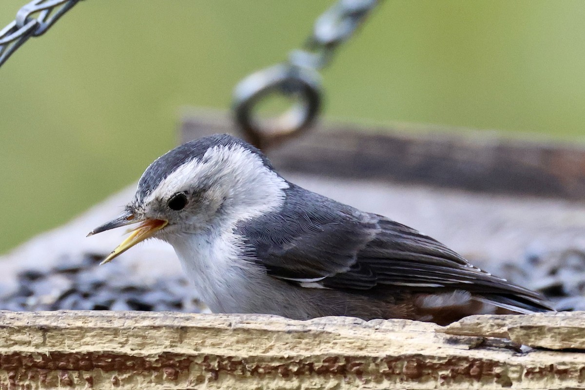 White-breasted Nuthatch (Interior West) - ML621448103