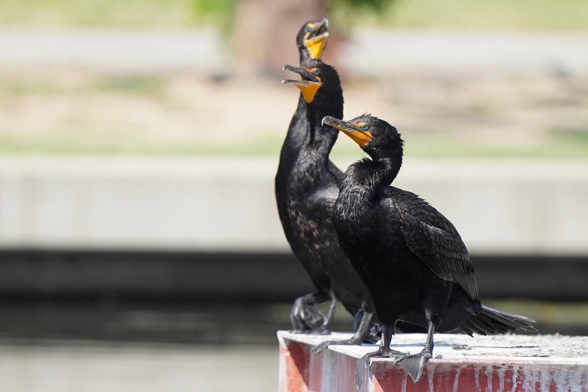 Double-crested Cormorant - ML621448112