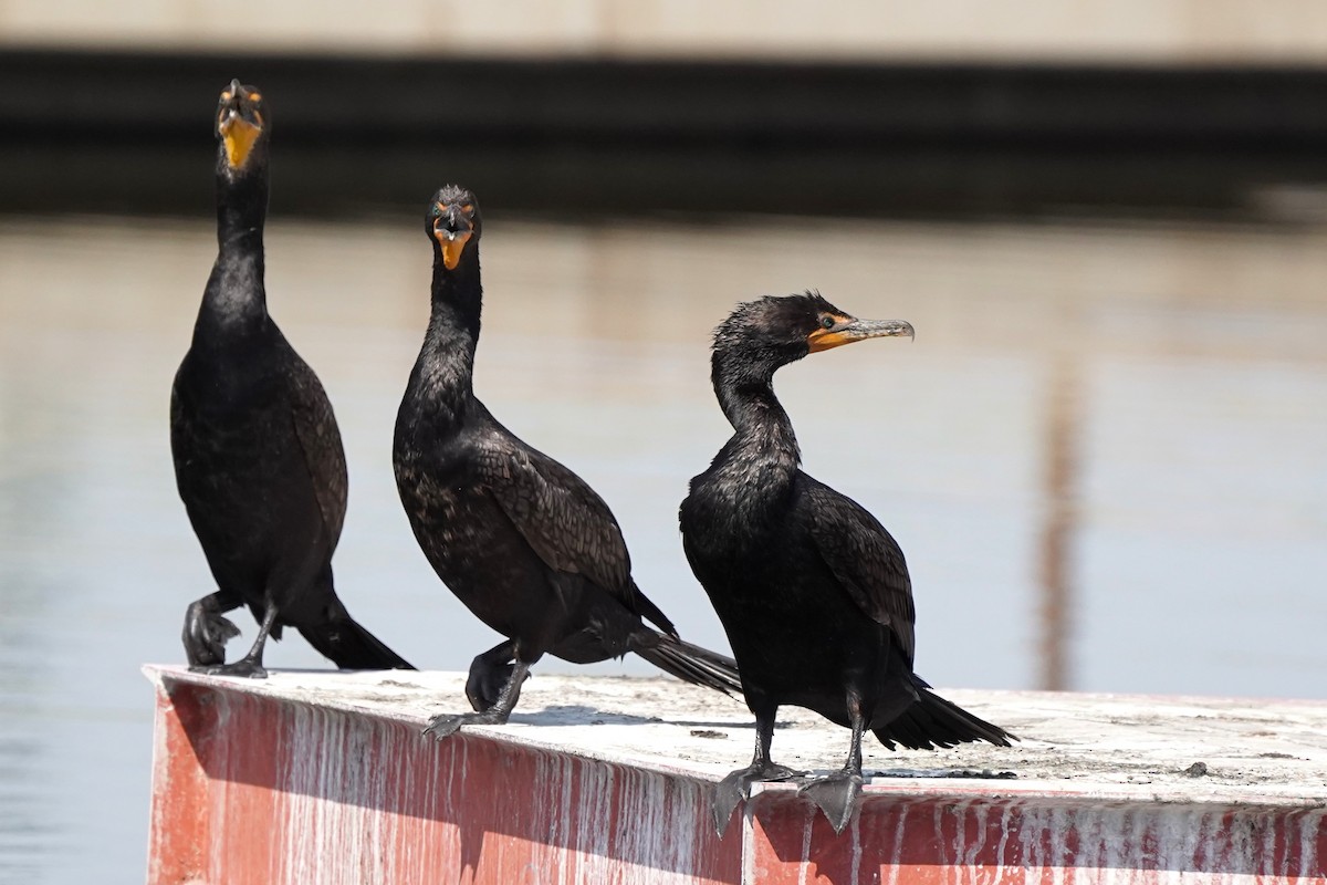 Double-crested Cormorant - ML621448114