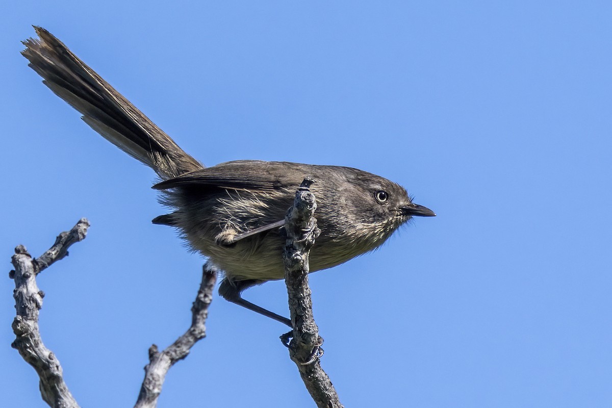 Wrentit - ML621448132