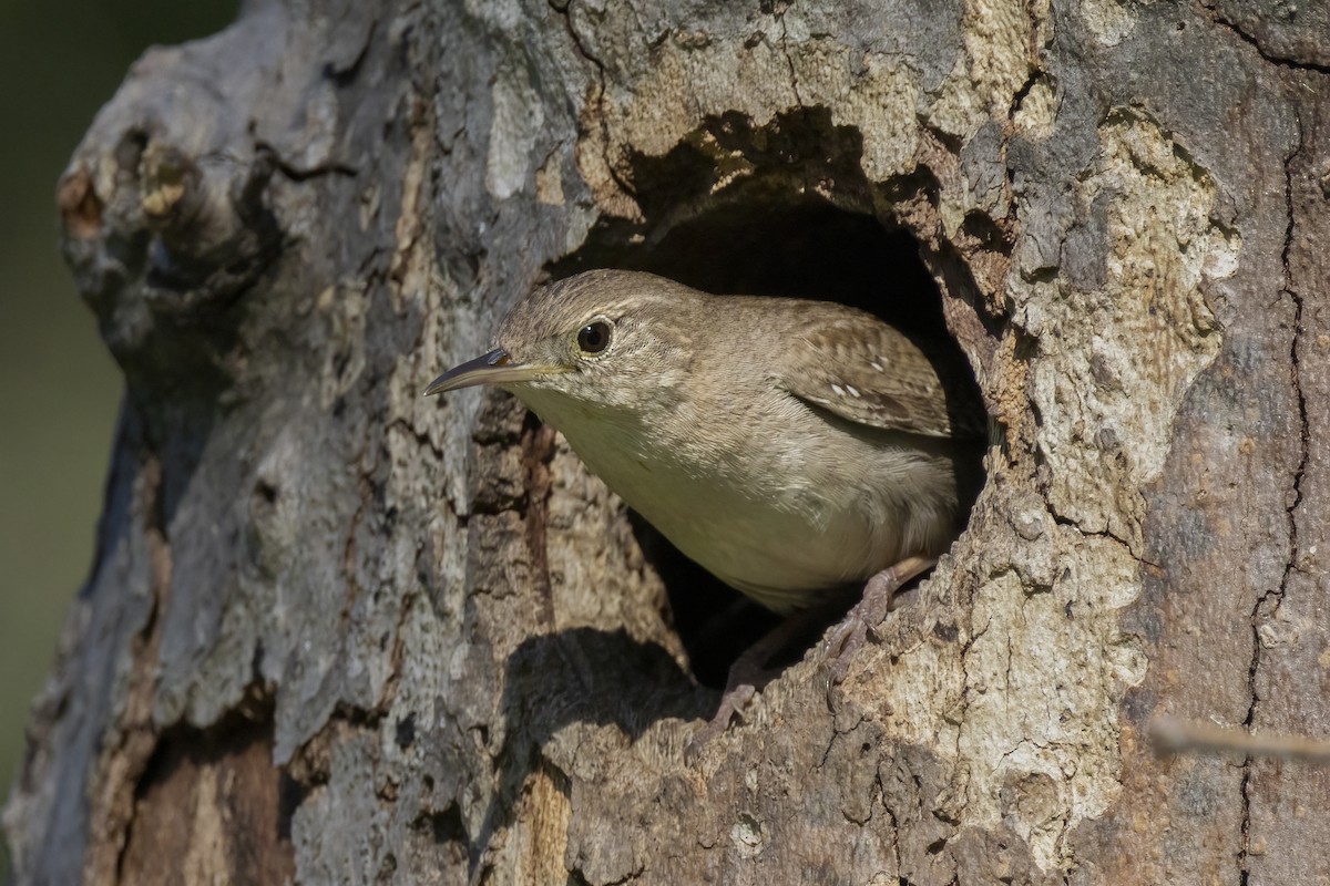 House Wren - ML621448159