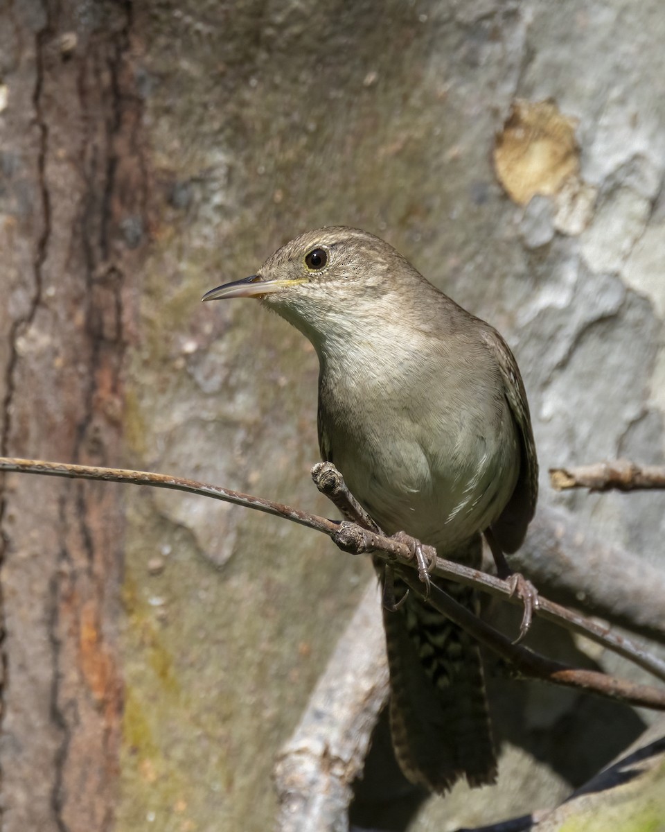 House Wren - ML621448177