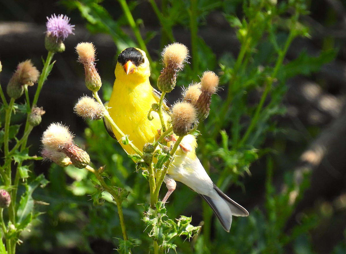 American Goldfinch - ML621448178