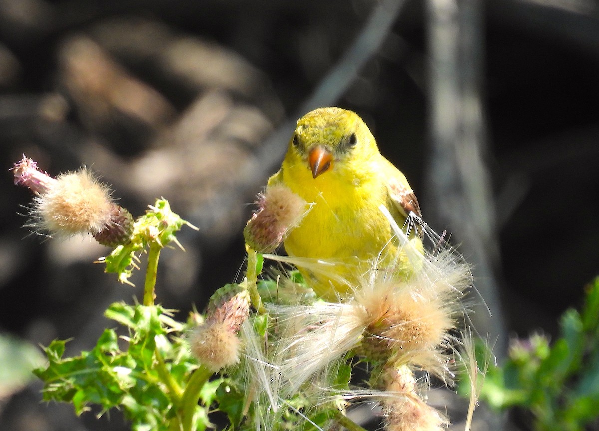 American Goldfinch - ML621448182