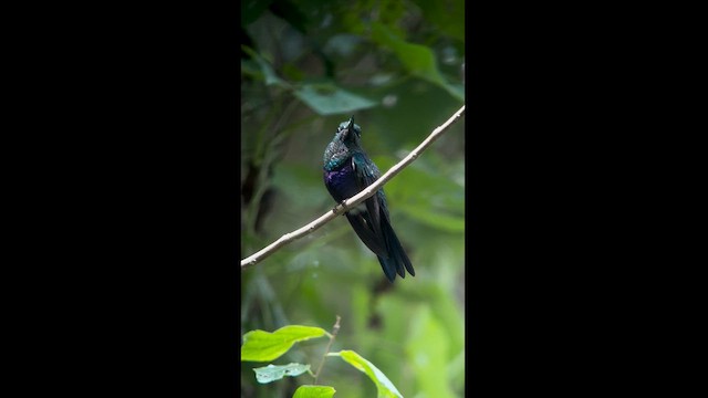 Fork-tailed Woodnymph - ML621448189