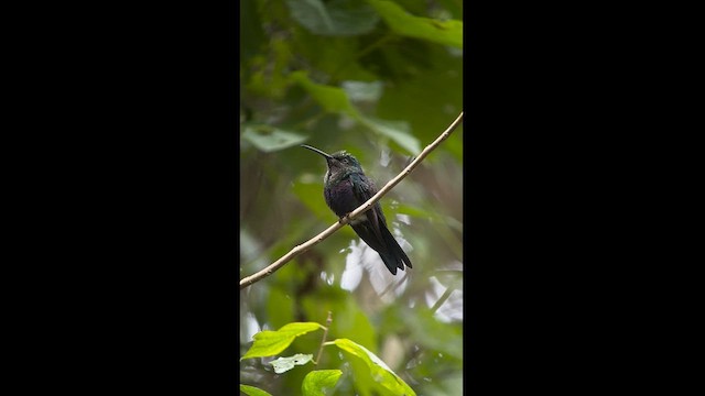 Fork-tailed Woodnymph - ML621448190