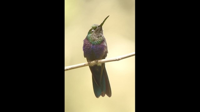 Fork-tailed Woodnymph - ML621448191