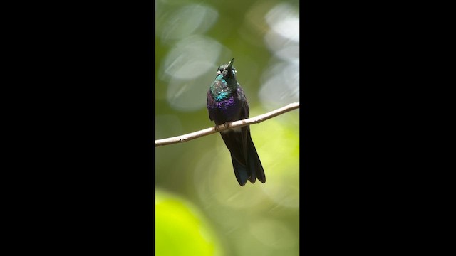 Fork-tailed Woodnymph - ML621448192