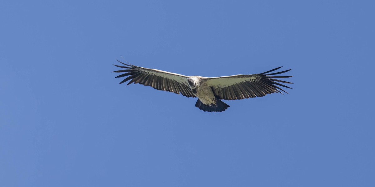 White-backed Vulture - ML621448193