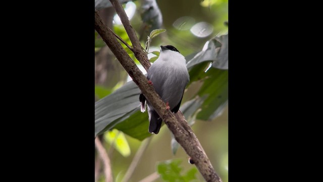 White-bearded Manakin - ML621448198