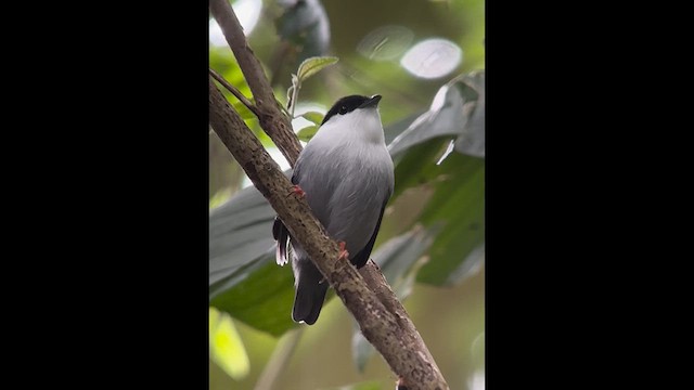 White-bearded Manakin - ML621448199