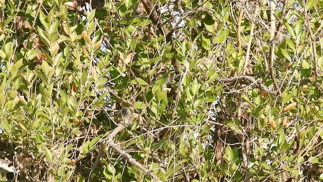 Bushtit - ML621448203