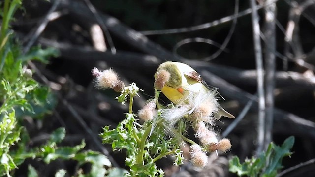 American Goldfinch - ML621448227