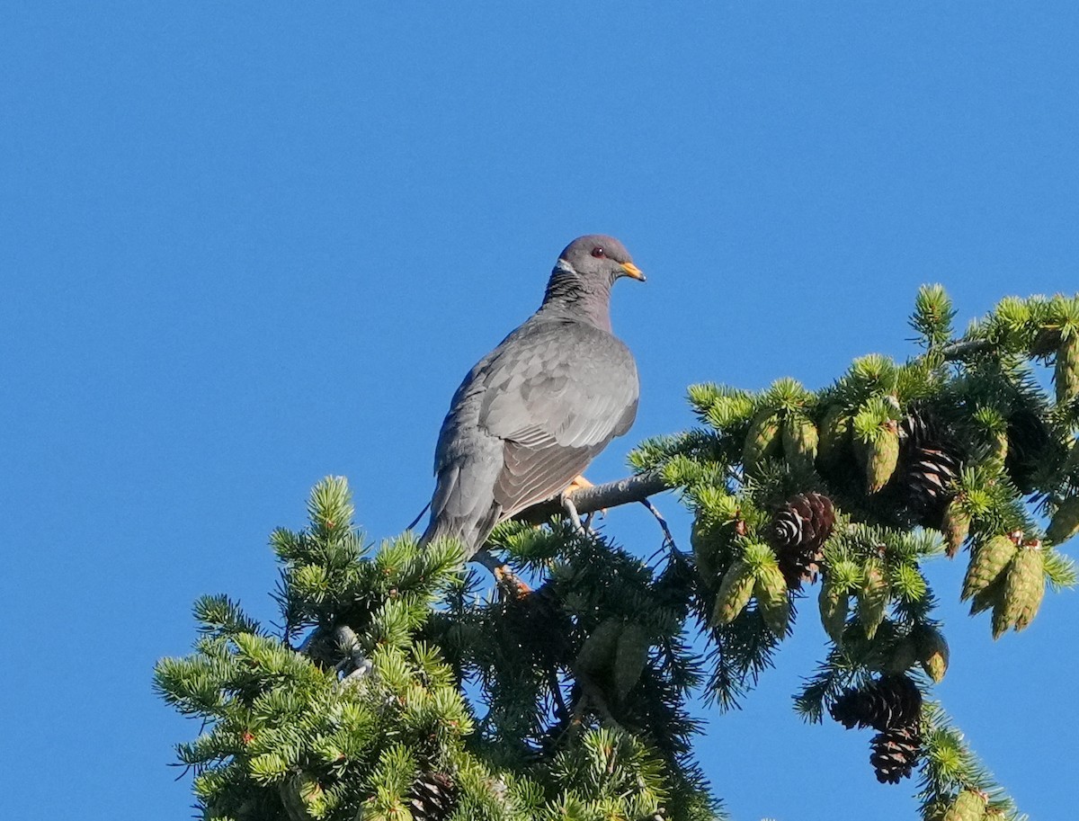 Band-tailed Pigeon - ML621448232