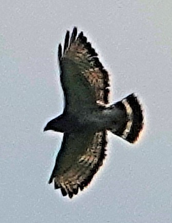 Broad-winged Hawk - ML621448246