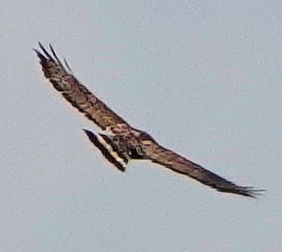 Broad-winged Hawk - ML621448253