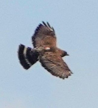 Broad-winged Hawk - ML621448257