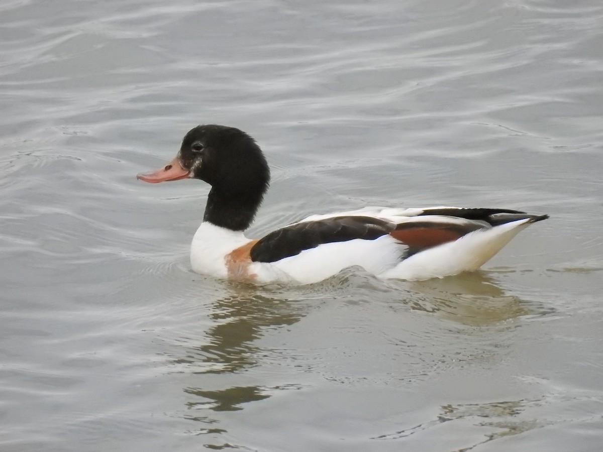 Common Shelduck - ML621448278