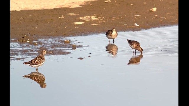 Least Sandpiper - ML621448351