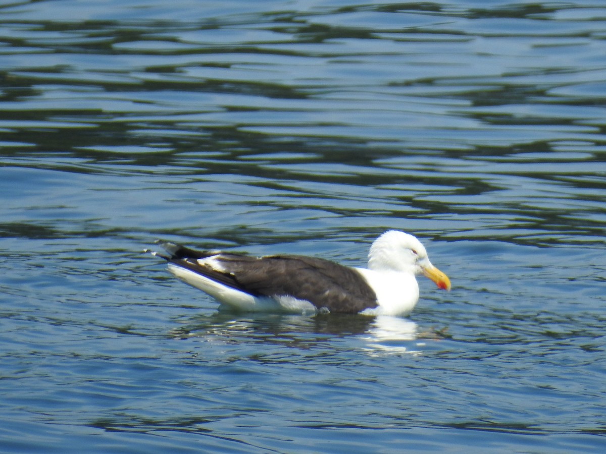 Great Black-backed Gull - Kathryn Cowdery